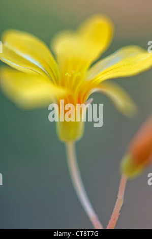 Oxalis siliquosa 'Sunset Velvet", Oxalis Foto Stock