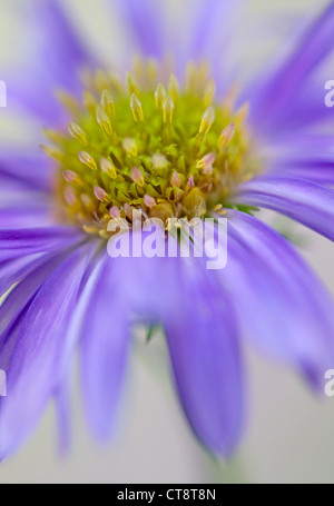 'Master ichaelmas daisy', Aster Foto Stock