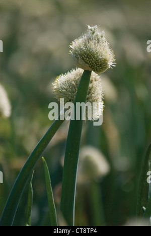 Allium cepa, cipolla Foto Stock