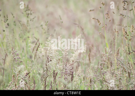 Holcus lanatus, Yorkshire erba antinebbia Foto Stock