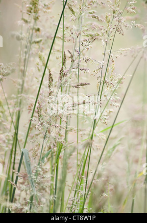 Holcus lanatus, Yorkshire erba antinebbia Foto Stock