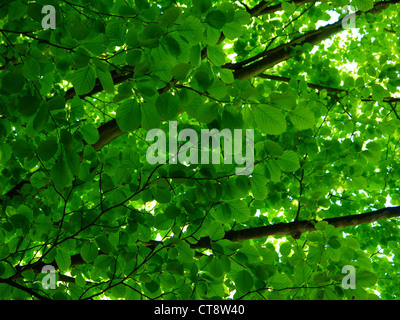 Baldacchino di verde Foto Stock