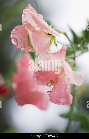 Lathyrus odoratus, pisello dolce Foto Stock