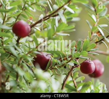 Vaccinium oxycoccos, cranberry Foto Stock