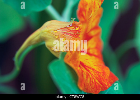 Tropaeolum majus, Nasturtium Foto Stock