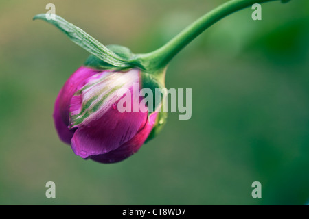 Paeonia, peonia Foto Stock