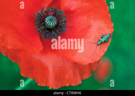 Papaver rhoeas, Papavero Foto Stock