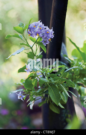 Solanum crispum 'Glasnevin', cileno albero di patate Foto Stock