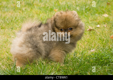Cucciolo di Pomerania in erba Foto Stock