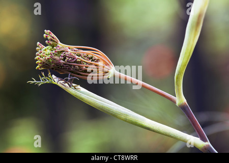 Foeniculum vulgare " Purpureum', Bronzo fiori di finocchio head emerging. Foto Stock