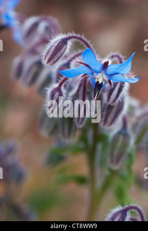 Borragine officinalis, borragine Foto Stock