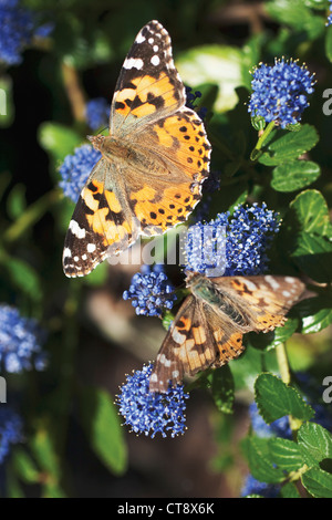 Ceanothus "Pin cushion', Californiana lilla, Ceanothus Foto Stock