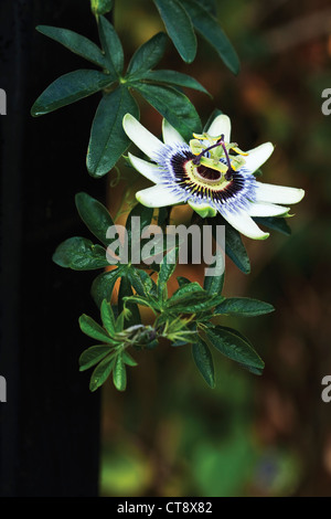 Passiflora caerulea, fiore della passione Foto Stock