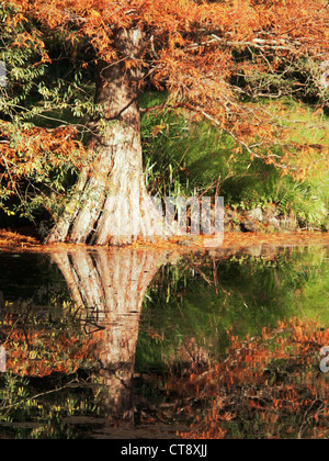 Metasequoia glyptostroboides, Dawn Redwood Foto Stock