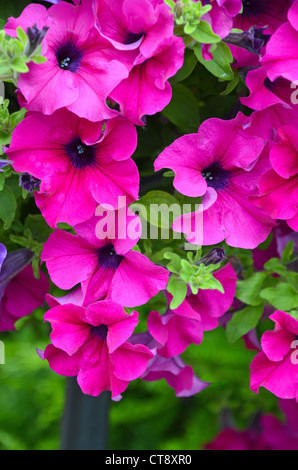 Di un bel colore rosa nelle petunie in piena fioritura Foto Stock