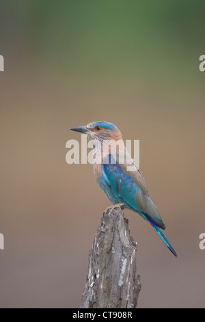 Il fiero rullo indiano uccello dello stato del Karnataka arroccato a Pench Riserva della Tigre / Parco Nazionale / Santuario nel Madhya Pradesh Foto Stock