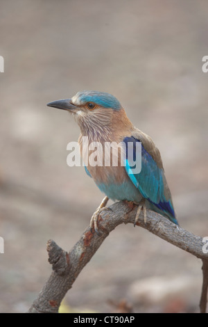 Il fiero rullo indiano uccello dello stato del Karnataka arroccato a Pench Riserva della Tigre / Parco Nazionale / Santuario nel Madhya Pradesh , Foto Stock