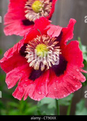 Un rosso papavero Papaver somniferum cresciuto in un giardino urbano per scopi ornamentali Foto Stock