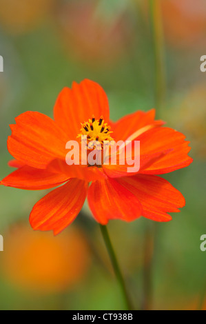 Cosmo sulfurei 'Polidor', Singolo colore arancio fiore su un gambo isolato in shallow focus contro uno sfondo verde. Foto Stock