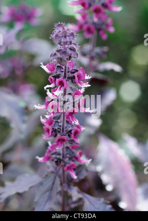 Ajuga reptans " Delizia viola', Bugle Foto Stock