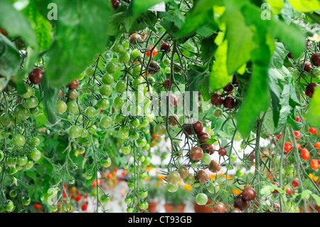 Lycopersicon esculentum, Pomodoro Foto Stock