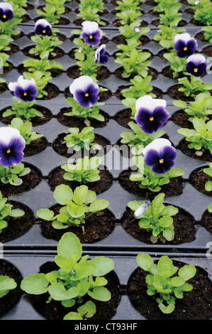 Viola wittrockiana, Pansy Foto Stock