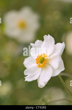 Anemone x hybrida "Honorine Jobert','anemone giapponese fiore bianco isolato in shallow focus contro uno sfondo verde. Foto Stock