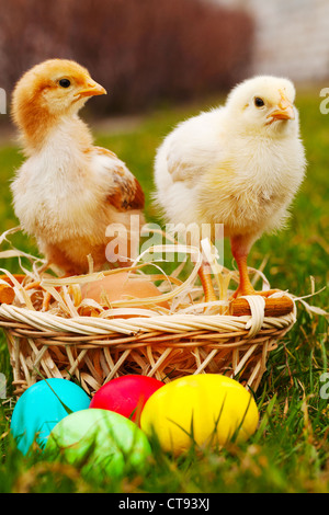 Polli di piccole dimensioni con colorate le uova di Pasqua in esterni al giorno di sole Foto Stock