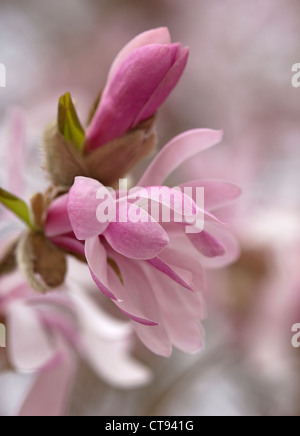 Magnolia x loebneri 'Leonard Messel', fiore rosa e bud apertura su un albero. Foto Stock