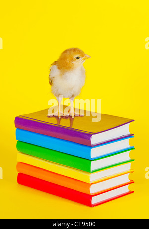 Piccolo bimbo pollo su una pila di libri contro sfondo giallo Foto Stock