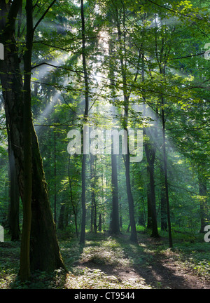 Sunbeam entrando ricco bosco di latifoglie nella foschia mattutina con il vecchio albero di betulla in primo piano Foto Stock