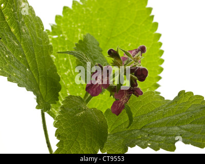 Marrubio nero Ballota nigra (Lippenblütler) fiore testa contro uno sfondo bianco Foto Stock