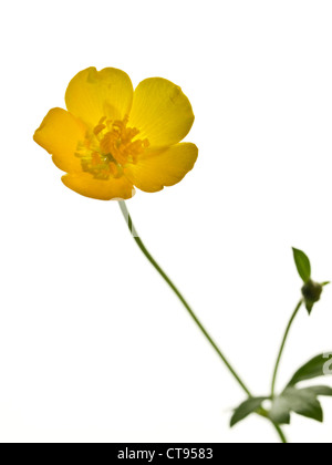 Ranuncolo strisciante Ranunculus repens (Ranunculaceae) fiore testa contro uno sfondo bianco Foto Stock