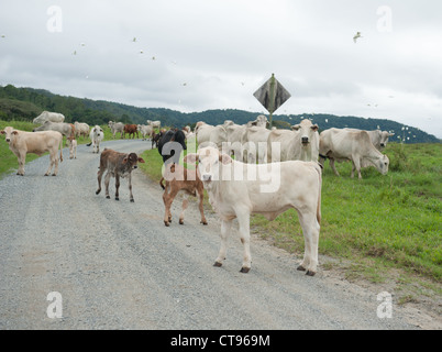 Brahma bovini rubrica home la fattoria al primo pomeriggio lungo la strada di un paese vicino al fiume Daintree nel lontano Nord Queensland Foto Stock