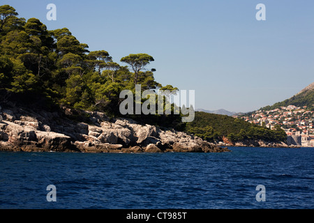 Pino di Aleppo isola di Lokrum Dubrovnik Dalmazia Croazia Foto Stock