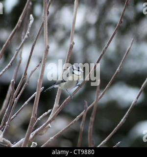 Un bluetit in inverno Foto Stock