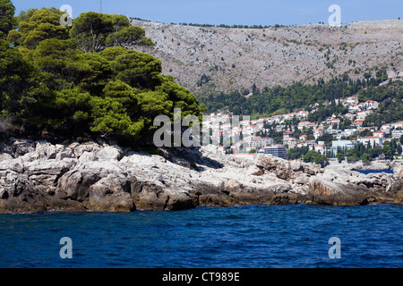 Pino di Aleppo isola di Lokrum Dubrovnik Dalmazia Croazia Foto Stock