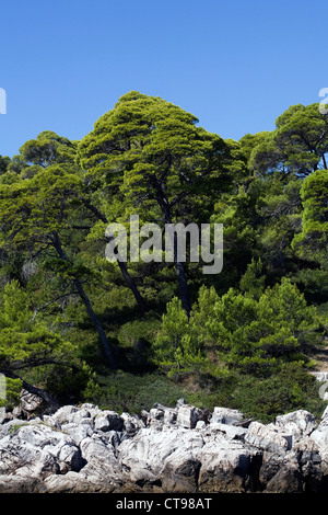 Pino di Aleppo isola di Lokrum Dubrovnik Dalmazia Croazia Foto Stock