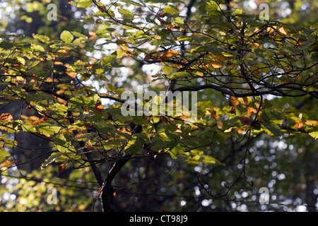 Faggeta in autunno Poynton Park cheshire england Foto Stock