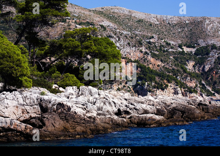 Pino di Aleppo isola di Lokrum Dubrovnik Dalmazia Croazia Foto Stock