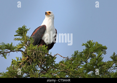 L'African Fish Eagle (Haliaeetus vocifer) posatoi in una struttura ad albero di acacia vicino canale Kazinga in Uganda, Africa. Foto Stock