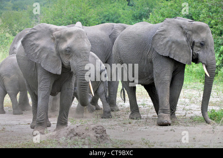 WILD elefanti africani camouflage buttando sporco su loro stessi con il loro tronco in Uganda, Africa. Foto Stock