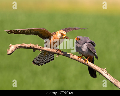 Femmina rosso-footed falcon con prese di insetto da maschile Foto Stock