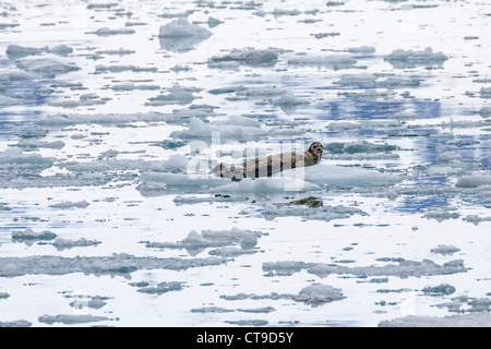 Le guarnizioni di tenuta del porto, Phoca vitulina, su iceberg in acque fredde vicino Northwestern ghiacciaio nel Parco nazionale di Kenai Fjords. Foto Stock