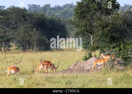 Un gruppo di maschi selvatici Impala (Aepyceros melampus) in Uganda, Africa. Foto Stock