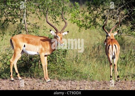 Due maschi selvatici Impala (Aepyceros melampus) in Uganda, Africa. Foto Stock