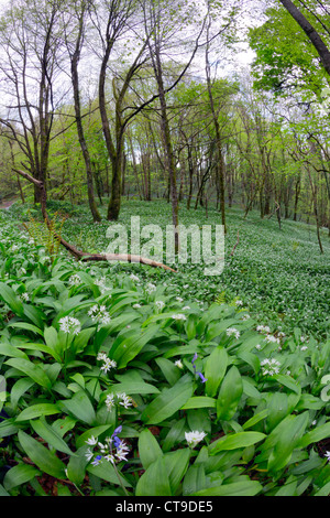 Duloe boschi; aglio selvatico; Allium ursinum; la molla; Cornovaglia; Regno Unito Foto Stock