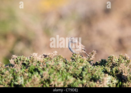 Dunnock; Prunella modularis; nel brano; Cornovaglia; Regno Unito Foto Stock