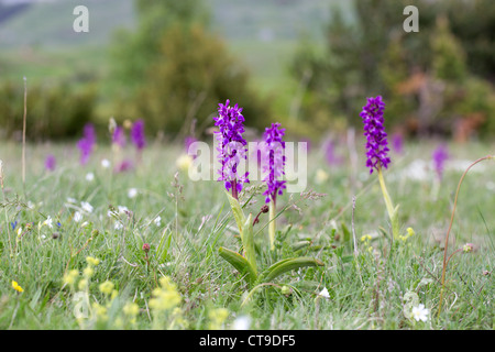 Inizio orchidea viola; Orchis mascula; Pirenei; Spagna Foto Stock