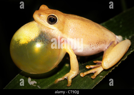 Verniciato maschio Reed (Rana Hyperolius marmoratus) chiamate durante la notte in Uganda, Africa. Isolato su nero. Foto Stock
